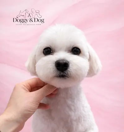 DOGGY & DOG - Salon pielęgnacji psów